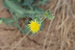 Sonchus oleraceus